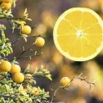 Lamai,  ghiveci 10L, H 100-120 cm