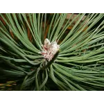 Pinus Nigra pe picior , ghiveci 9 L, h 60-80 cm Pinus Nigra pe picior , ghiveci 9 L, h 60-80 cm