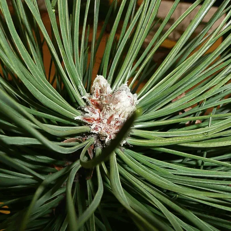 Pinus Nigra pe picior , ghiveci 9 L, h 60-80 cm Pinus Nigra pe picior , ghiveci 9 L, h 60-80 cm