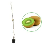 Kiwi Actinidia Deliciosa, ghiveci 3 L, h 100-120 cm