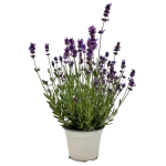 Lavanda mica