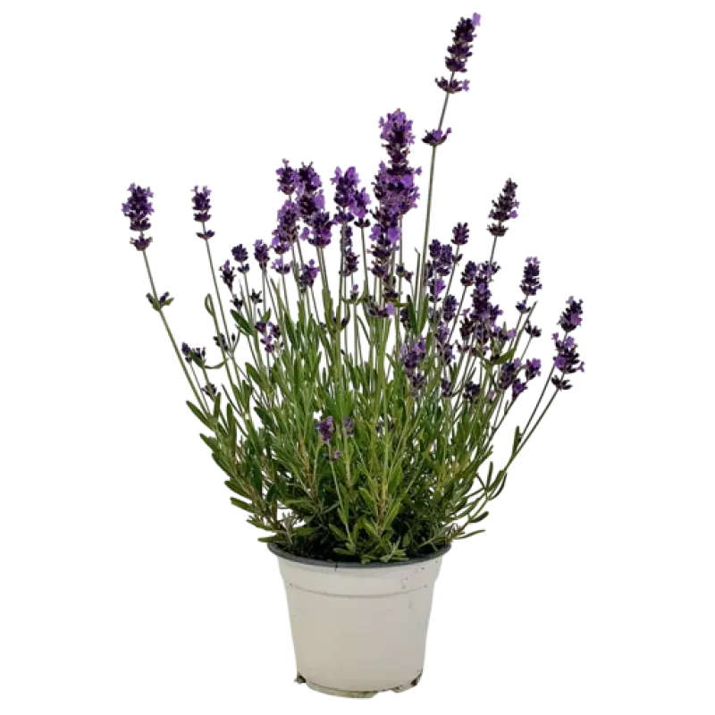 Lavanda mica 10-20 cm