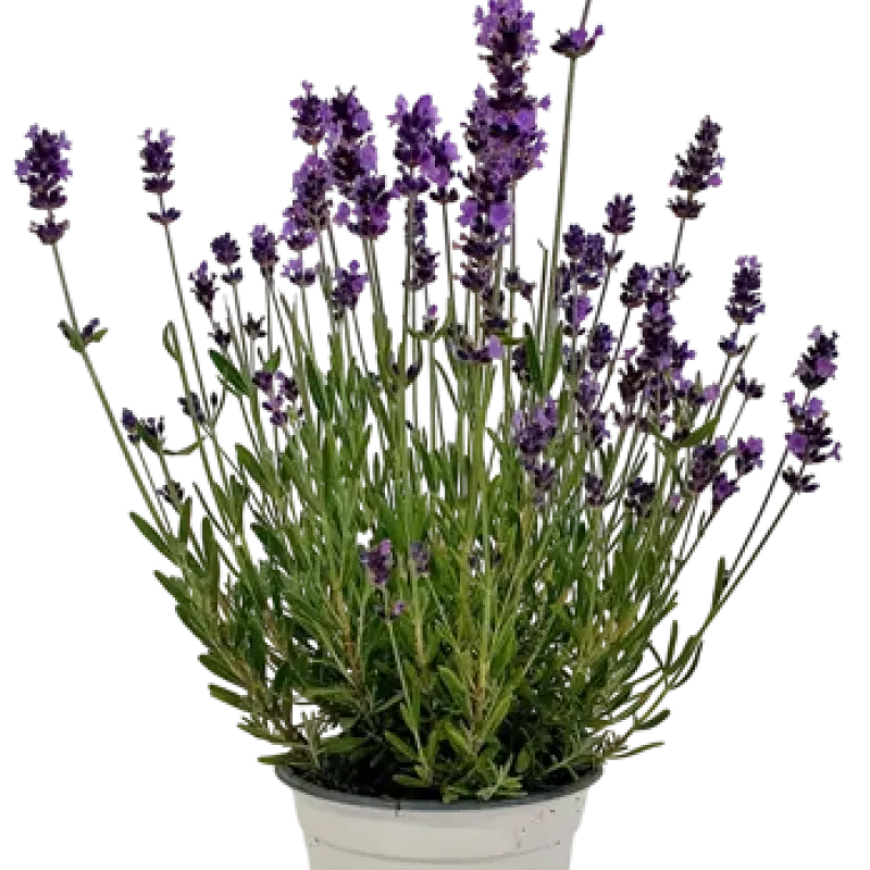 Lavanda mica