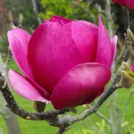 Magnolia Denudata Cleopatra (Mov) ,  H 80-100 cm