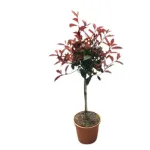 Photinia Red Robin Glob pe tulpina, H80-100 cm