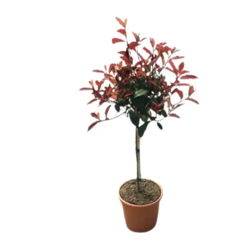 Photinia Red Robin Glob pe tulpina, H80-100 cm