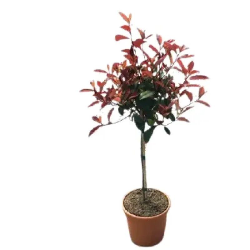 Photinia Red Robin Glob pe tulpina, H80-100 cm