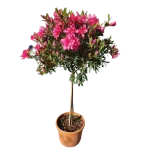 Azalea Japonica 1/2 Fusto Azalea Japonica 1/2 Fusto