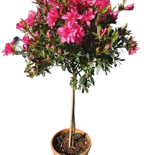 Azalea Japonica 1/2 Fusto pe picior 120-150 cm Azalea Japonica 1/2 Fusto pe picior 120-150 cm