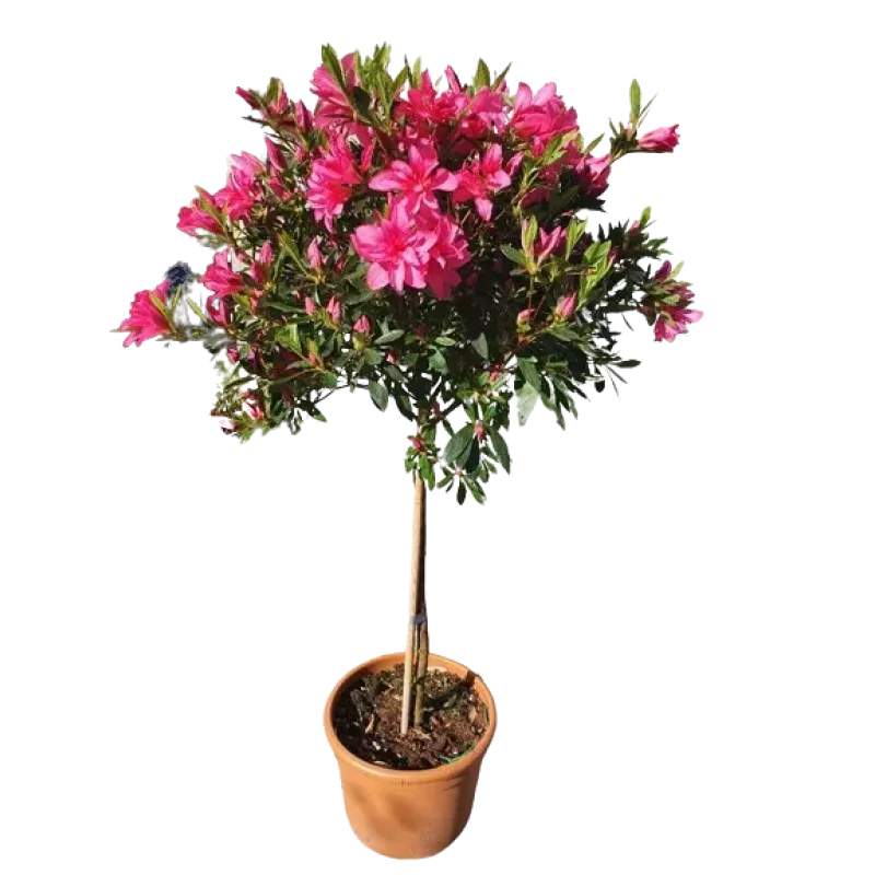 Azalea Japonica 1/2 Fusto pe picior 120-150 cm Azalea Japonica 1/2 Fusto pe picior 120-150 cm
