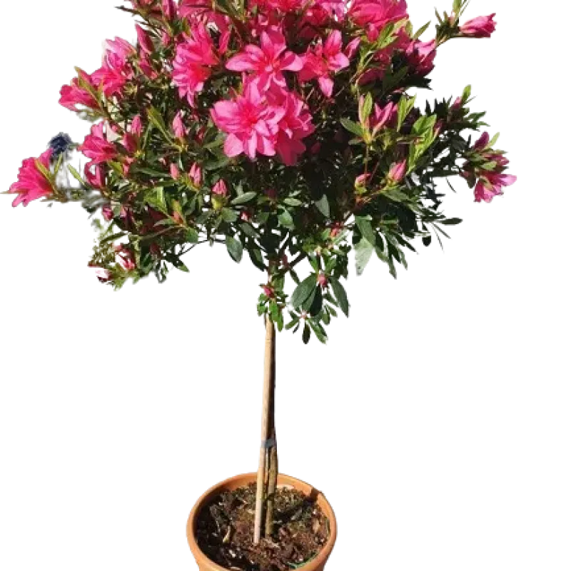 Azalea Japonica 1/2 Fusto Azalea Japonica 1/2 Fusto
