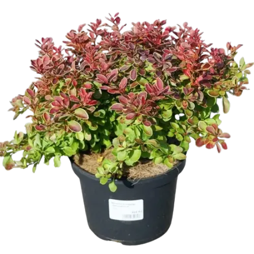 Berberis thunbergii Admiration , 30/60 cm