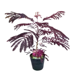 Albizita Summer Chocolate , 60/80 cm Albizita Summer Chocolate , 60/80 cm