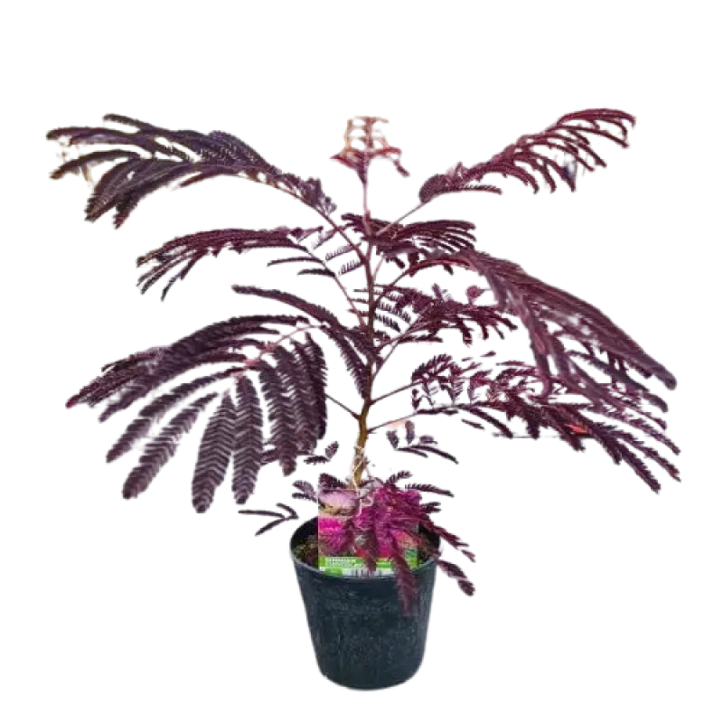 Albizita Summer Chocolate , 60/80 cm Albizita Summer Chocolate , 60/80 cm