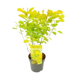 Cotinus Gold Lady Cotinus Gold Lady