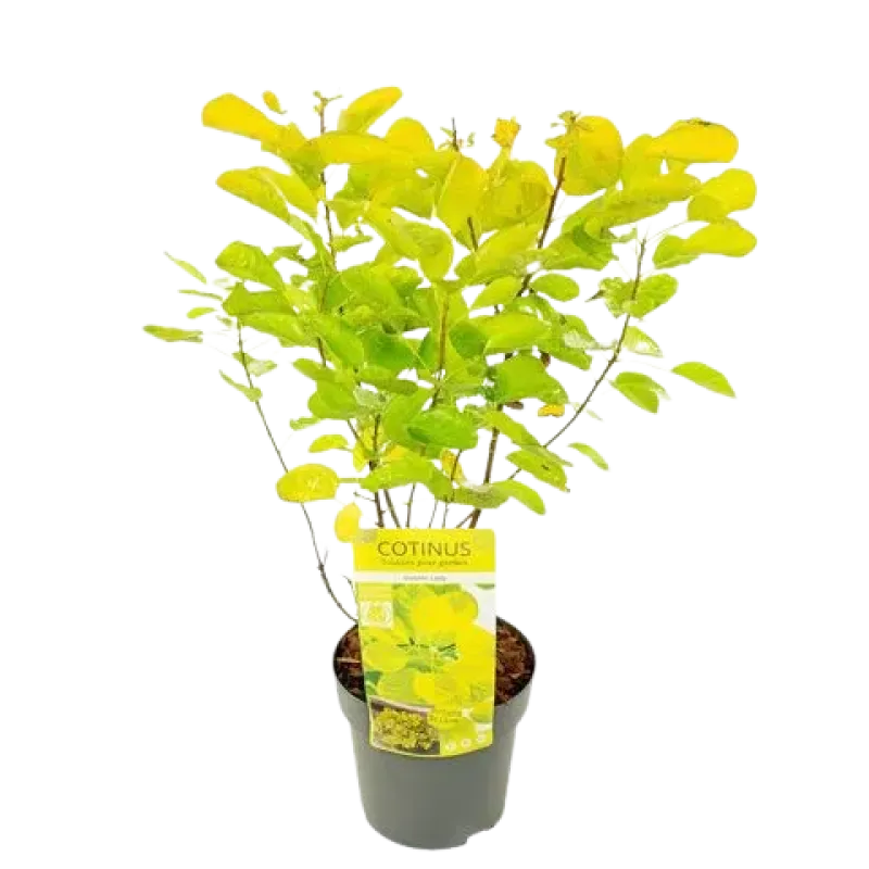 Cotinus Gold Lady Cotinus Gold Lady