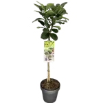 Arbust decorativ-Prunus Laurocerasus Novita clt 18 1/2, pe picior Arbust decorativ-Prunus Laurocerasus Novita clt 18 1/2, pe picior