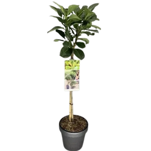 Prunus Laurocerasus Novita clt 18 1/2, pe picior (Laur englezesc)