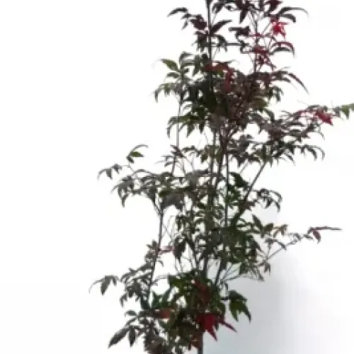 Acer dissectum Viridis 100+ cm 