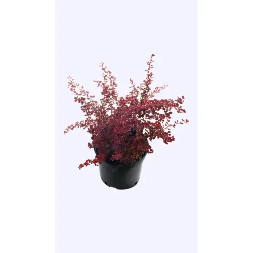 Berberis Pink Queen , 30/50 cm