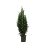 Chamaecyparis Lawsoniana Columnaris Glauca 100/125 Chamaecyparis Lawsoniana Columnaris Glauca 100/125
