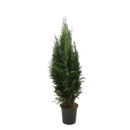 Chamaecyparis Lawsoniana Columnaris Glauca 100/125
