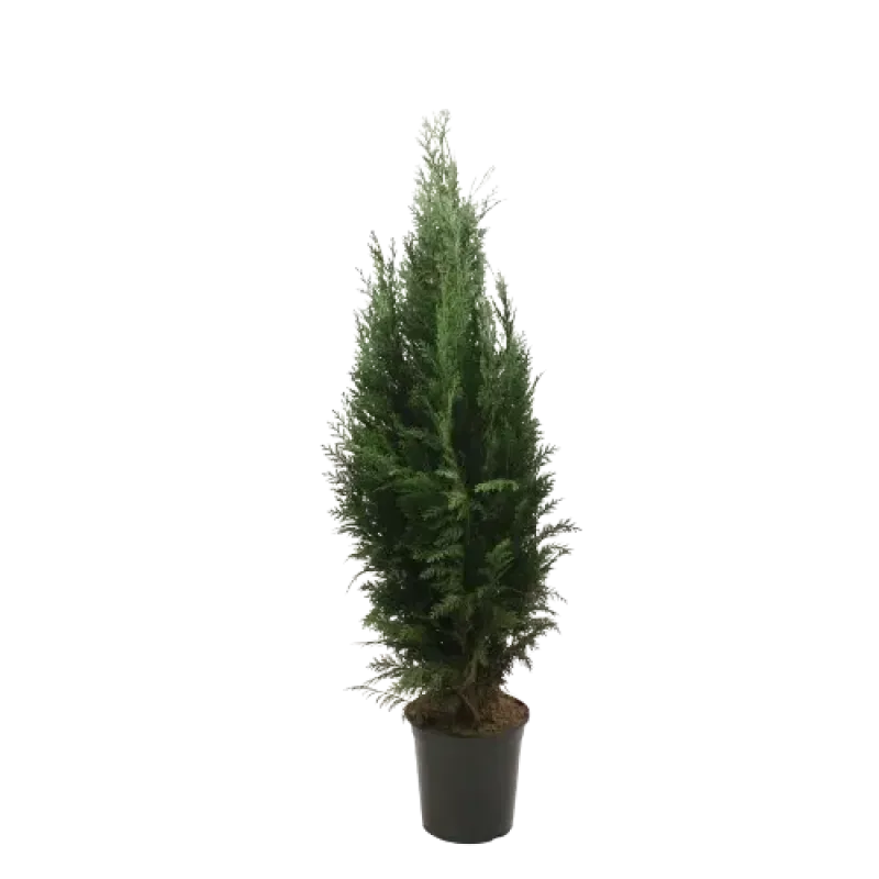 Chamaecyparis Lawsoniana Columnaris Glauca 100/125 Chamaecyparis Lawsoniana Columnaris Glauca 100/125