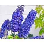 Buddleja davidii , 40/60 cm