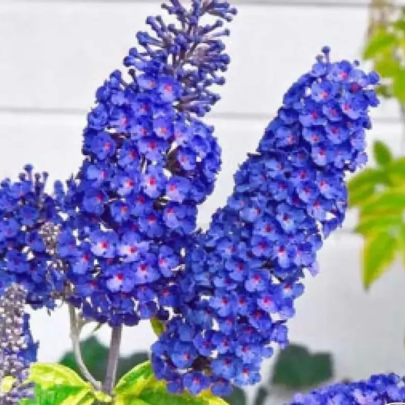 Buddleja davidii , 40/60 cm