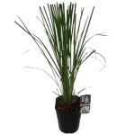 Cortaderia Sellona Rosea