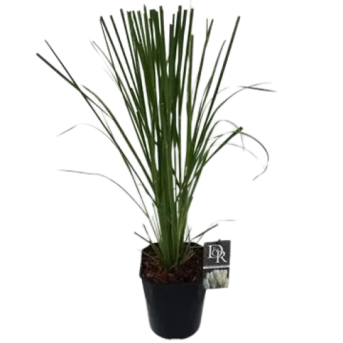 Cortaderia Sellona Rosea (Iarba de pampas) 60- 80 cm