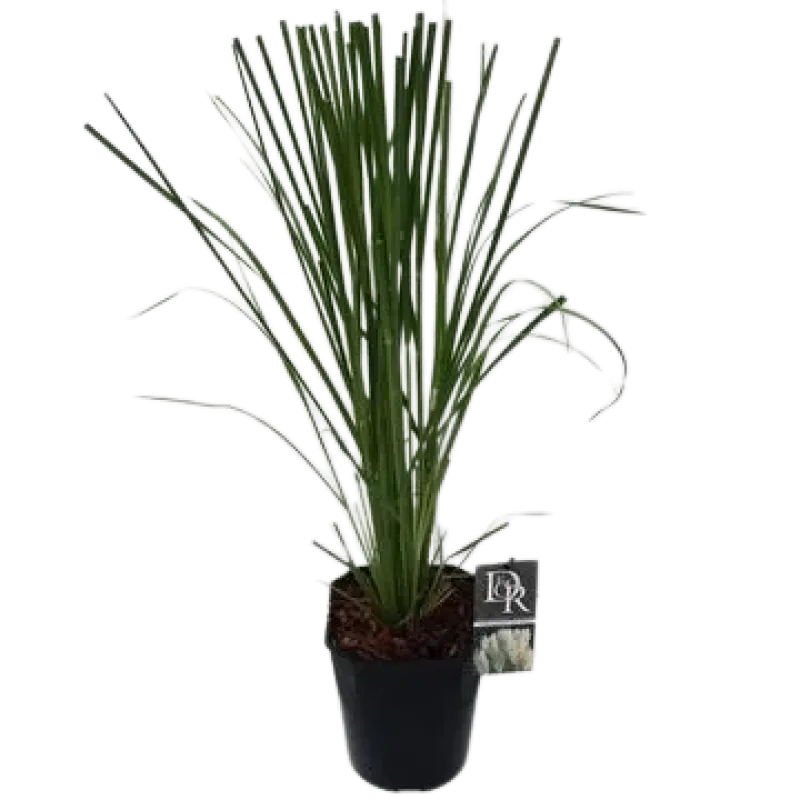 Cortaderia Sellona Rosea