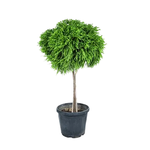 Cryptomeria pe picior 1/2 Fusto Cryptomeria pe picior 1/2 Fusto