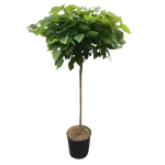 Catalpa Nana CLT20 H170 Catalpa Nana CLT20 H170