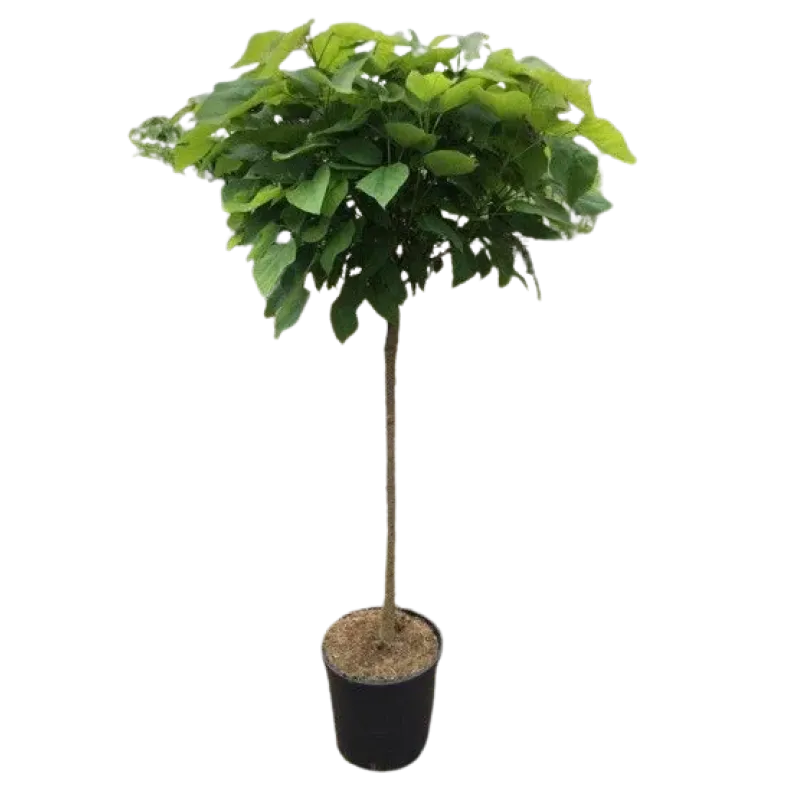 Catalpa Nana CLT20 H170 Catalpa Nana CLT20 H170