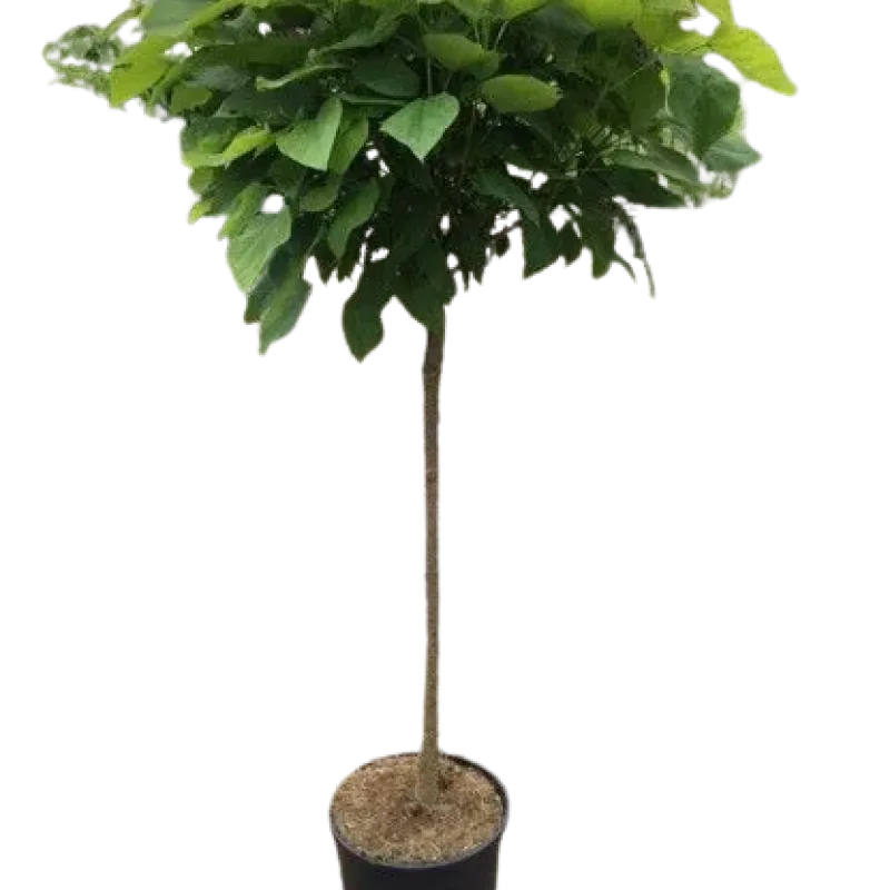 Catalpa Nana CLT20 H170 Catalpa Nana CLT20 H170