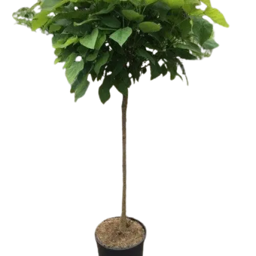 Catalpa , Catalpa Nana , diametru tulpina 20/25 cm , ghiveci 90lt