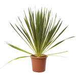 Yucca Filamentosa Bright Edge, planta decorativa cu aspect exotic 40-50 cm