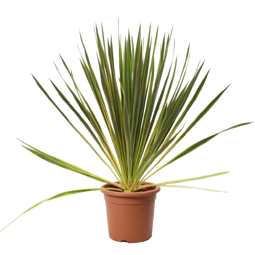 Yucca Filamentosa Bright Edge, planta decorativa cu aspect exotic 40-50 cm 