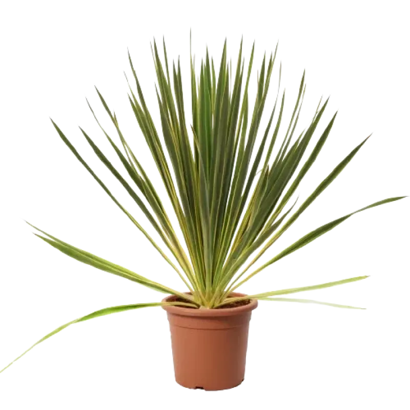 Yucca Filamentosa Bright Edge, planta decorativa cu aspect exotic 40-50 cm