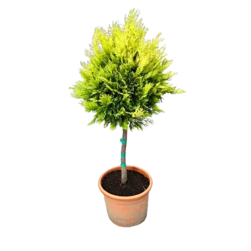 Cupressocyparis leylandii 'Gold Rider'  1/2 (pe picior) , 40/60 cm