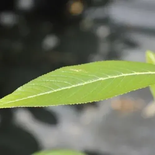 Salix Chaenomeloides Lubbers Zwart 40-60 cm Salix Chaenomeloides Lubbers Zwart 40-60 cm