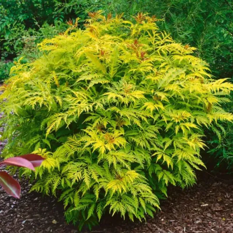 Sambucus Nigra Tower Sambucus Nigra Tower