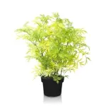 Sambucus Nigra Tower Sambucus Nigra Tower