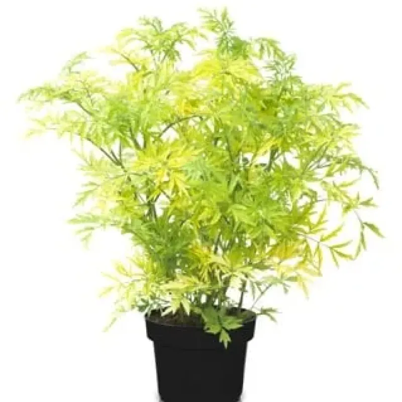 Sambucus Nigra Tower Sambucus Nigra Tower