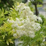 Sambucus Nigra Tower Sambucus Nigra Tower