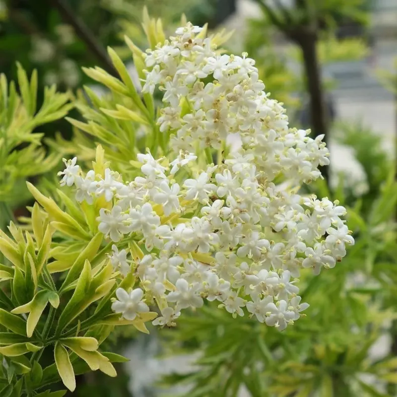 Sambucus Nigra Tower Sambucus Nigra Tower
