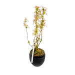 Sorbaria Sorbifolia Sorbaria Sorbifolia
