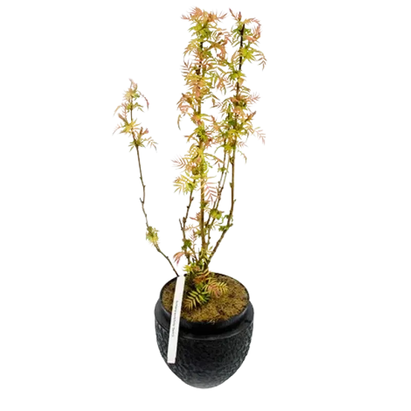 Sorbaria Sorbifolia Sorbaria Sorbifolia