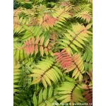 Sorbaria Sorbifolia Sorbaria Sorbifolia